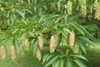 Green leaves on branches with dangling catkins