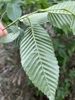 Underside of green leaf showing venation