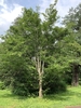 Form of the upright tree