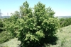 Form of the tree
