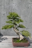 Used as a bonsai specimen