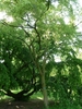 Form of a full grown tree