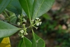 Close-up of small, white, tubular flowers.