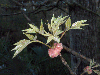 Emerging leaves