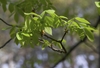bright green compounded leaves on branches with terminal buds