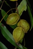 Fruits (Pitt County, NC)-Late Fall