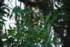 Branches (Pitt County, NC)-Late Fall