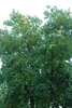 Tree form (Monroe County, NY)-Early Fall