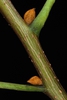 Stem buds (Monroe County, NY)-Early Fall