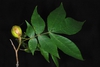 Compound leaf and fruit (Monroe County, NY)-Early Fall