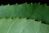 Serrated margins (Monroe County, NY)-Early Fall