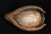 Husk and nut (Guilford County, NC)-Early Fall