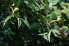 Branch and leaves (Guilford County, NC)-Early Fall