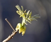 Shows the outer bud scales peeling back and drooping.