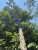 Form looking up at the tree