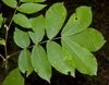Green compound leaves with 9 leaflets