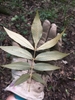 Silvery undersides of a compound leaf