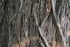 Bark close-up (Niagara Falls, ON)-Late Summer