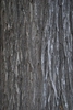 Bark (Niagara Falls, ON)-Late Summer