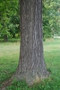 Tree trunk (Niagara Falls, ON)-Late Summer
