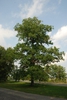 Tree form (Niagara Falls, ON)-Late Summer