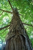 Shaggy bark (Guilford County, NC)-Early Fall