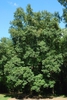 Tree form (Guilford County, NC)-Early Fall