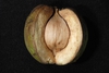 Husk and nut (Guilford County, NC)-Early Fall