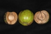 Stages of fruit (Guilford County, NC)-Early Fall
