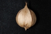 4-parted husk (Guilford County, NC)-Early Fall