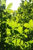 Compound leaves (Guilford County, NC)-Early Fall