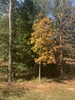 Form in October