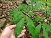 Leaves in April