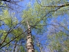 Form in April