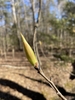 Leaf bud in Sping