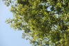 Tree branches (Seven Lakes, NC)-Early Fall