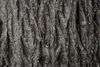 Bark close-up (Guilford County, NC)-Early Fall