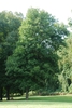 Tree form (Guilford County, NC)-Early Fall