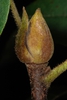 End bud (Guilford County, NC)-Early Fall