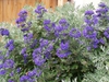 Caryopteris x clandonensis