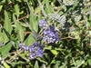 Caryopteris x clandonensis
