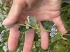 Flower buds growing in whorls up the stem