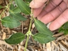 Green opposite leaves on a stem
