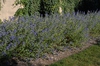 Caryopteris x clandonensis