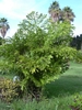 Clustering palm with dense foliage of bipinnate leaves.