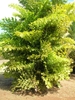 Clustering palm with dense foliage of bipinnate leaves.
