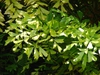Leaves
