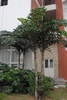 Caryota mitis