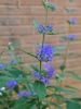 Shrub against a brick wall with clusters of bright blue flowers