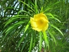 Cascabela thevetia